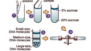 Centrifugation [upl. by Lose588]