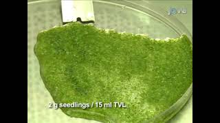 Protoplast Isolation from 14dayold Arabidopsis thaliana Seedling Tissues [upl. by Adnohs860]