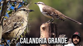 Calandria grande 4K Mimus saturninus Chalkbrowed mockingbird Sinsonte Calandria Sabiá do campo [upl. by Ylrac408]