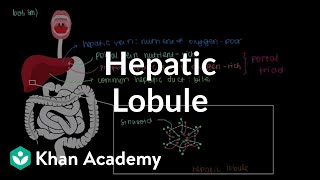 Hepatic lobule  Gastrointestinal system physiology  NCLEXRN  Khan Academy [upl. by Arlina]