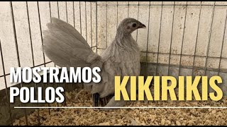 Pollos en el criadero  KIKIRIKIS [upl. by Neahs]