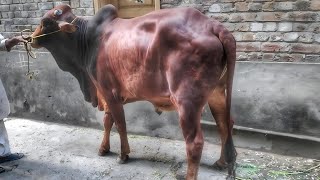 Cow Qurbani On EID 2023 bakraeidspecial p1 [upl. by Filmore]