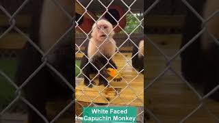 White Faced Capuchin Monkey should be released back to its habitat shorts capuchin monkey [upl. by Ocihc]