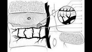 Intervertebral disc  anatomy blood and nerve supplydisc degeneration epidural steroid injections [upl. by Alessig558]