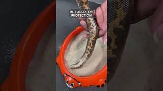 Meet the Kenyan Sand Boa A Legless Reptilian Digging Specialist [upl. by Foster88]