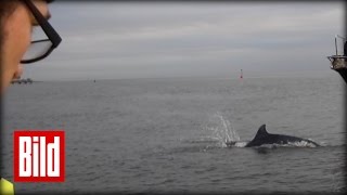 Delfine besuchen Lübecker Bucht  Ungewöhnlicher Besuch in Timmendorf [upl. by Solohcin272]