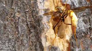 Giant Ichneumon Wasp [upl. by Fabri]