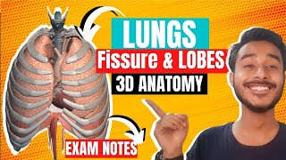 Lungs fissure and lobes anatomy  Mediastinal surface of lungs anatomy [upl. by Deny]