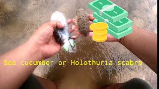 Extra income Sea cucumber or Holothuria scabra culture Philippines Ep 006 [upl. by Judd]