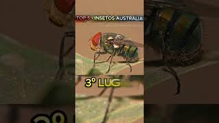 🦟 Top 5 Insetos Mais Perigosos da Austrália 🕷️ [upl. by Rhoda]