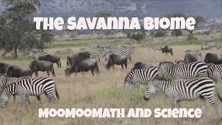 Savanna Grassland Biome Facts [upl. by Irrep]