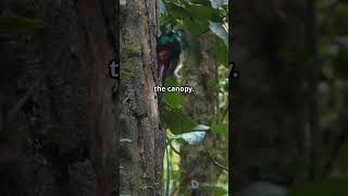 Amazing Facts About The Resplendent Quetzals Breeding Behavior Part 6 fascinatingwildlife birds [upl. by Ennairrac]