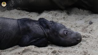 Birth of Sumatran rhino brings hope for species  AFP [upl. by Boylan]