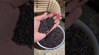 అమెరికా లో Black Rice try chesa helps lower cholesterol water turns to purple color while rinsing [upl. by Mak328]