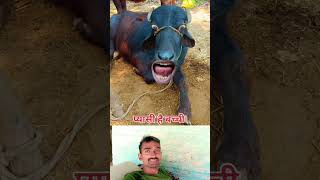 cowmooingsoundeffectfunny🐄😂shortscowvideos [upl. by Gerrit]