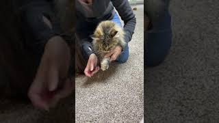 How to TRIM cat nails Clipping cats nails Maine coon nail trimming clear nails video 3 [upl. by Aehsrop202]