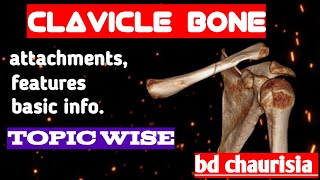 clavicle bone anatomy 3d  anatomy of clavicle bone attachments anatomy  bones of upper limb [upl. by Berri650]