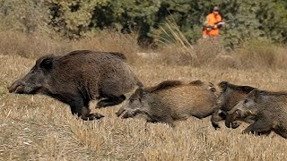 Sürü Anızı Böldü Wildboar Hunting [upl. by Ajaj]