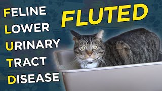 Feline Lower Urinary Tract Disease FLUTD  VetVid Episode 008 [upl. by Barnabe]