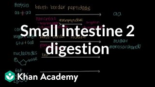 Small intestine 2 Digestion  Gastrointestinal system physiology  NCLEXRN  Khan Academy [upl. by Tonry]