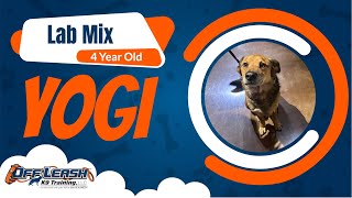 4 Year Old GSD Lab mix Best German Shepherd Lab Mix Training  Off Leash K9 Board amp Train Missouri [upl. by Hieronymus]