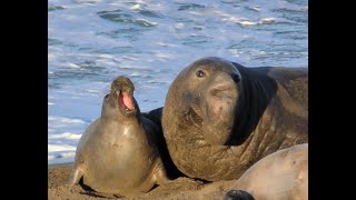 HDObservations  Northern Elephant Seal 4K UHD [upl. by Onailimixam545]