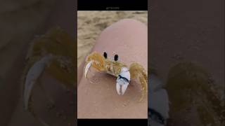 Why This Crab 🦀 Have Large Claws shorts [upl. by Almeida]