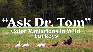 Ask Dr Tom  Color Variations in Wild Turkeys [upl. by Ferne]