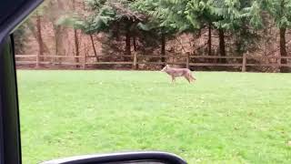 Coyote at Carkeek Park Seattle [upl. by Sadie420]