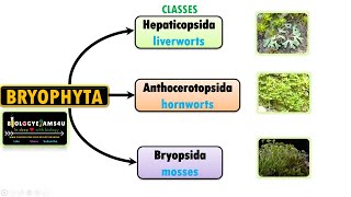 Classification of Bryophytes Characteristics of Liverworts Hornworts and Mosses [upl. by Reede]