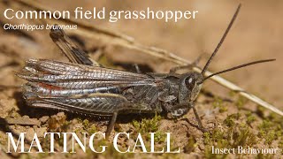 Common field grasshopper Chorthippus brunneus callingstridulating  Insect Behaviour [upl. by Dirtsa]