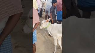 Kundarapalli Friday market tn24sakthivlogs cow cattleprice [upl. by Faso]