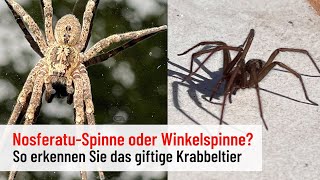 Giftig oder nicht So unterscheiden Sie die NosferatuSpinne von der Winkelspinne [upl. by Arimat]