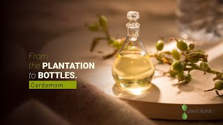 From the plantation to bottles Cardamom October 2020  Plant Lipids [upl. by Koval]