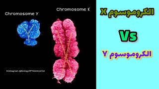 Chromosome X amp chromosome Y الفرق بين الكروموسومين XampY [upl. by Shifra886]