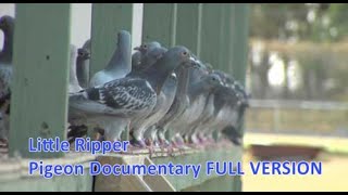 Little Ripper  Pigeon Racing Documentary [upl. by Low]