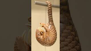 A brief introduction to 😍Pangolins😙horts youtubeshorts animals [upl. by Eahc]