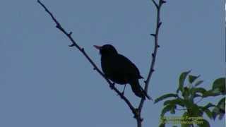 KOLTRAST Common Blackbird Turdus merula Klipp  678 S  48 [upl. by Linders491]