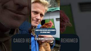 Free ranged retirement for caged hens 🥹🐓 rescuevet chickens rescuehens [upl. by Jalbert]