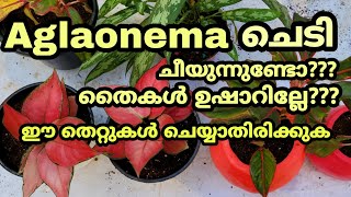 Aglaonema plant care and tips in malayalam  Aglaonema plant best pottingmixAglaonema collection [upl. by Laefar]