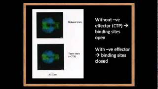 enzyme regulation [upl. by Bej]