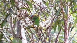 Musk Lorikeets feeding on eucalypt flowers [upl. by Aikrehs176]