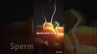 Fertilization fusion of Egg amp Sperm 3danimation viralshorthumananatomyfertilizationspermovum [upl. by Adnael752]