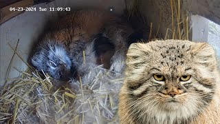 Live from the Pallass cat den [upl. by Suzan]