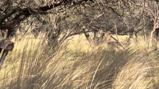 Detail Company Adventures  Poitahue Hunting Ranch  Red Stag Hunting in La Pampa Argentina [upl. by Llehsyt]