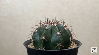 【サボテン】メロカクタス アモエヌス 層雲 melocactus amoenus [upl. by Basilio]