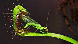 Top 20 Carnivorous Plants That Eat Animals [upl. by Melessa]