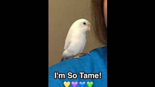 PARROTLET CARE  HOWTO TAME a PARROTLET [upl. by Aicenet]