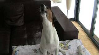 Jack Russell howling [upl. by Anastas591]