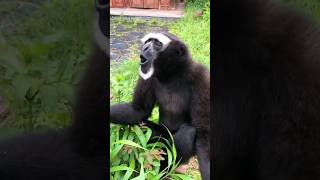 Singing gibbon animals adorably cute shorts shortvideo [upl. by Cecilius336]